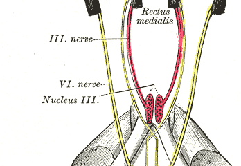 The Abducens Nerve. The mode of innervation of the Recti medialis and lateralis of the eye, rhomboid fossa, and rectus medialis.