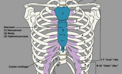 Thoracic Bones and Cartilage. This illustration shows the jugular notch, first rib, clavicle, sternum (divided into the manubrium, body, and xiphoid process), costal cartilage, and 7 true, 3 false, and 2 floating rib pairs.