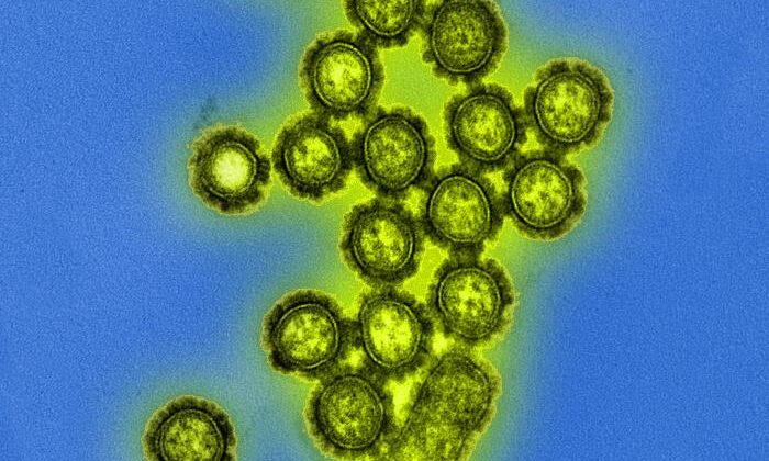 Electron Microscopic View of H1N1 Influenza Virus Particles. Digitally colorized transmission electron microscopic view of H1N1 influenza virus particles.
