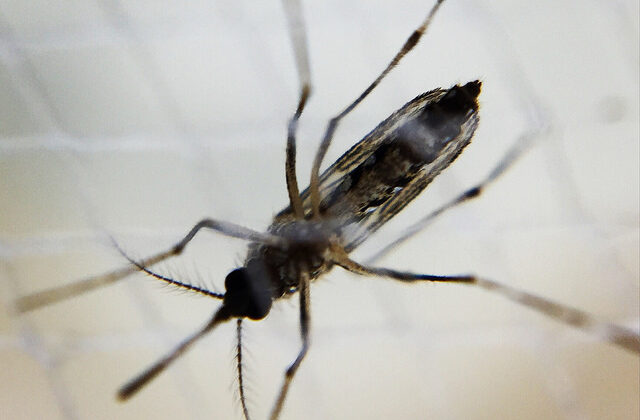 A Female Aedes Mosquito, Aedes aegypti mosquitoes, Zika virus, Pathology