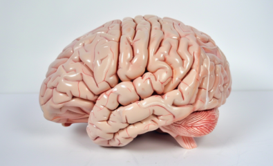 Human brain