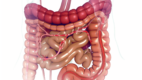 Digestive tract