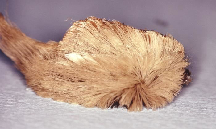 Pus caterpillar