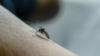 Mosquito on skin
