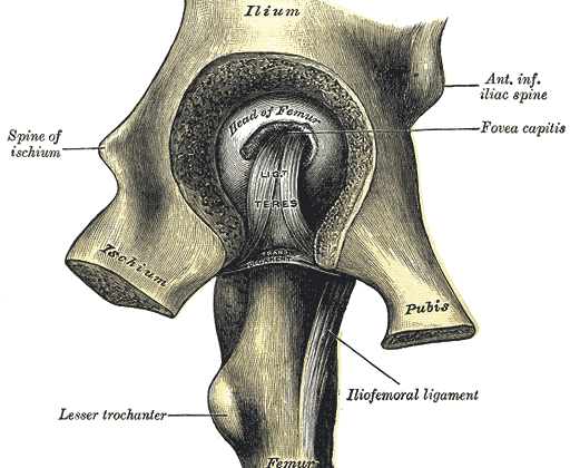 Left Hip Joint, Femur, Ischium, Pubis, Ilium, Fovea Capitis, Iliofemoral ligament