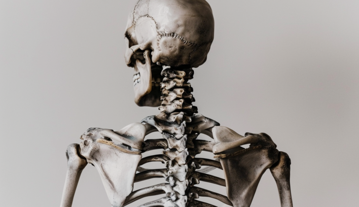 Skeleton back