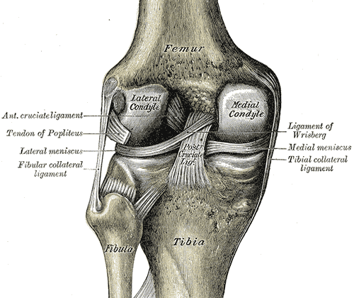 Interior Ligaments of the Left Knee. Anatomy includes anterior cruciate ligament, tendon of popliteus, lateral meniscus, fibular collateral ligament, ligament of Wrisberg, medial meniscus, tibial collateral ligament, posterior cruciate ligament, femur, tibia, and fibula.