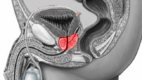 The Prostate gland