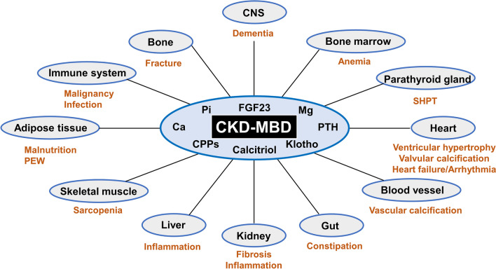 Systemic Impact of CKD-MBD. Chronic Kidney Disease–Mineral Bone Disorder (CKD-MBD) has far-reaching effects on various organs and systems due to dysregulated humoral mediators.