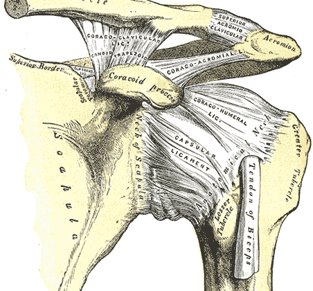 Left Shoulder Anatomy. This image shows the anatomic relationships between the clavicle, scapula, scapular neck, foramen, and superior border, coracoid process, acromion, greater and lesser humeral tubercles, humerus and anatomical neck, tendon of the biceps brachii long head, and the coracoclavicular (with the conoid and trapezoid), coracoacromial, superior acromioclavicular, coracohumeral, and capsular ligaments.
