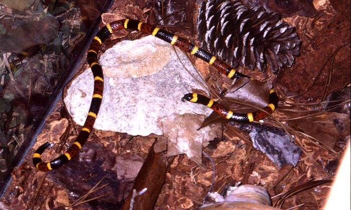Coral Snake