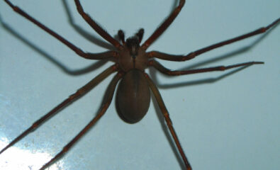 Brown Recluse Spider