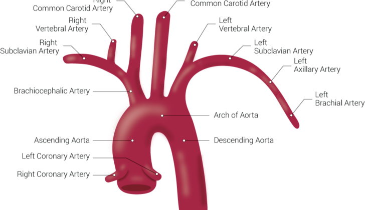 Branches of the Aorta. This illustration includes the right common carotid artery, right vertebral artery, right subclavian artery, brachiocephalic artery, ascending aorta, left coronary artery, right coronary artery, left common carotid artery, left vertebral artery, left subclavian artery, left axillary artery, left brachial artery, arch of aorta, and descending aorta.