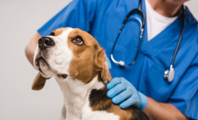 Dog at vet being checked out