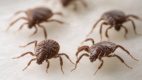 Ticks carrying Acrodermatitis Chronica Atrophicans (Lyme Disease)