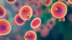 Enterococcus Infections