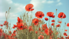 Poppy plants containing alkaloids