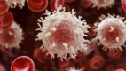 White blood cells in the blood stream