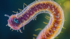 Depiction of a tapeworm close up