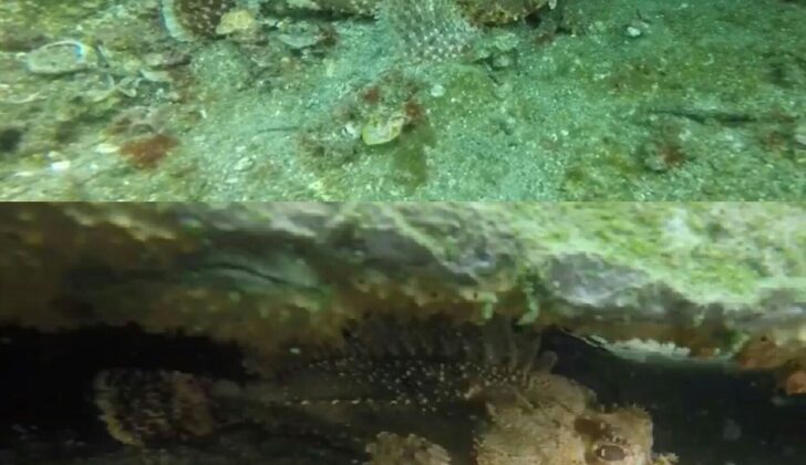 Scorpionfish in the coastal waters of Bare Island, Sydney, Australia