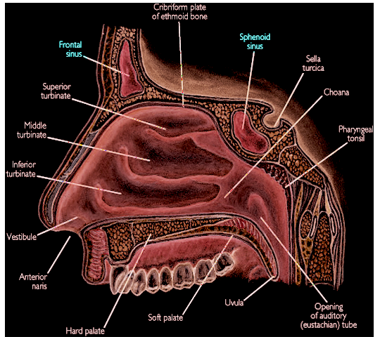 Sinus Anatomy. Illustrated image showcasing significant features around the
facial sinuses.
