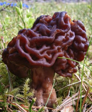 Gyromitra esculenta. This image shows a specimen of the toxic mushroom Gyromitra
esculenta, also known as the false morel.