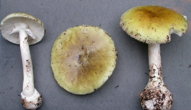 Amanita Phalloides