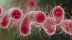 Enterohemorrhagic Escherichia coli