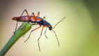 Kissing Bug