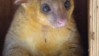 Kinkajou, Potos Flavus
