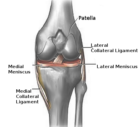 Left Knee Ligaments. This illustration shows the patella, lateral and medial
collateral ligaments, and lateral and medial menisci.