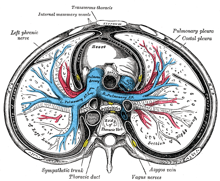 Sternum Transverse Section. This illustration shows the anatomic relationships
between the right and left lungs, heart, pulmonary pleura, costal pleura,
pleural cavity, ascending and thoracic aorta, pulmonary artery and its right and
left branches, superior vena cava, esophagus, main bronchi, azygos vein, vagus
nerves, thoracic duct, sympathetic trunk, left phrenic nerve, internal mammary
vessel, transversus thoracis muscle, rib, sternum, and thoracic vertebral body.