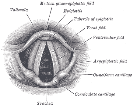 Anatomy of the Larynx. Laryngoscopic view showing the interior structures of the
larynx, including the vallecula, epiglottis, tubercle of the epiglottis, vocal
fold, ventricular fold, aryepiglottic fold, cuneiform cartilage, corniculate
cartilage, and trachea.