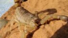 Scorpion Toxicity/Androctonus Australis, Adult Female