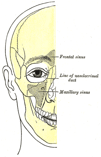 Anatomical Positioning of Sinuses. Illustrated image depicting the facial bone
outline, highlighting the positions of air sinuses, including the frontal sinus,
line of the nasolacrimal duct, and the maxillary sinus.