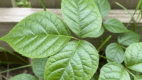 Identify poison ivy by its ‘leaves of three’ and shiny clusters.