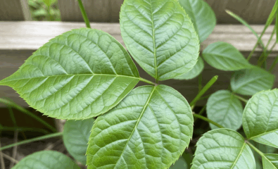 Identify poison ivy by its ‘leaves of three’ and shiny clusters.