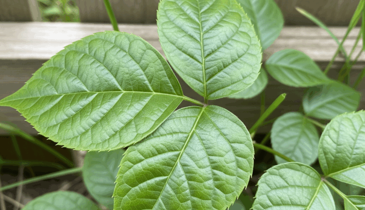 Identify poison ivy by its ‘leaves of three’ and shiny clusters.