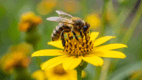 Bee Pollen: Bee collecting pollen on a flower