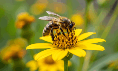 Bee Pollen: Bee collecting pollen on a flower