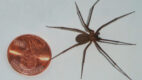 Close-up of a brown recluse spider