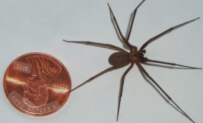 Close-up of a brown recluse spider