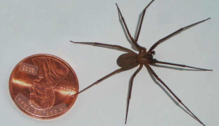 Close-up of a brown recluse spider