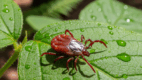 Alpha-gal syndrome caused by a lone star tick