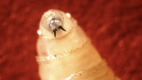 Close-up of a screwworm maggot, illustrating the flesh-eating parasite