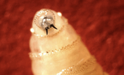 Close-up of a screwworm maggot, illustrating the flesh-eating parasite