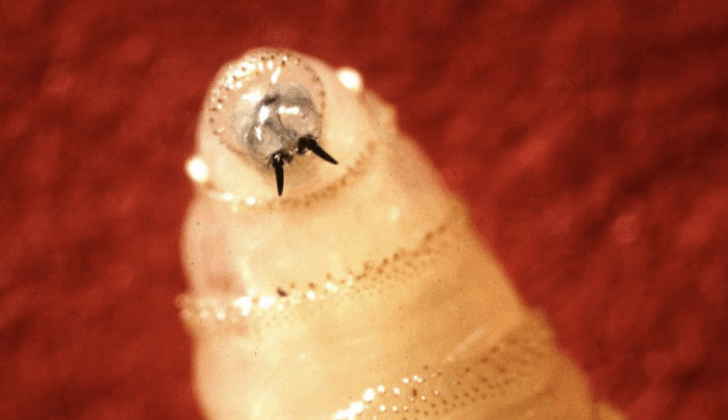 Close-up of a screwworm maggot, illustrating the flesh-eating parasite